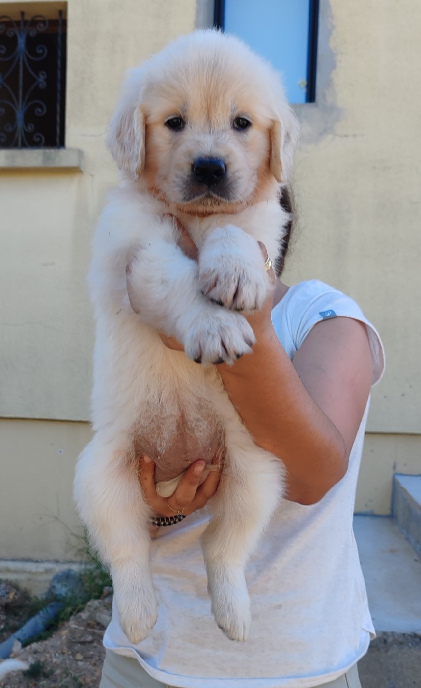 du clos des voinauds - Chiots disponibles - Golden Retriever