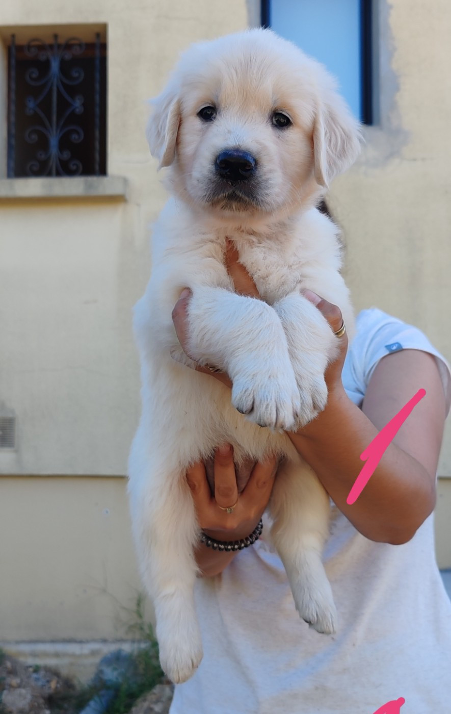 du clos des voinauds - Chiots disponibles - Golden Retriever
