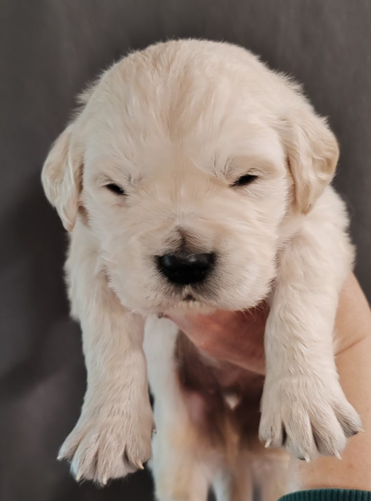 du clos des voinauds - Chiots disponibles - Golden Retriever