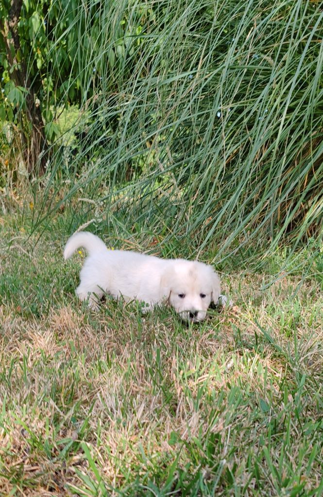 du clos des voinauds - Chiots disponibles - Golden Retriever