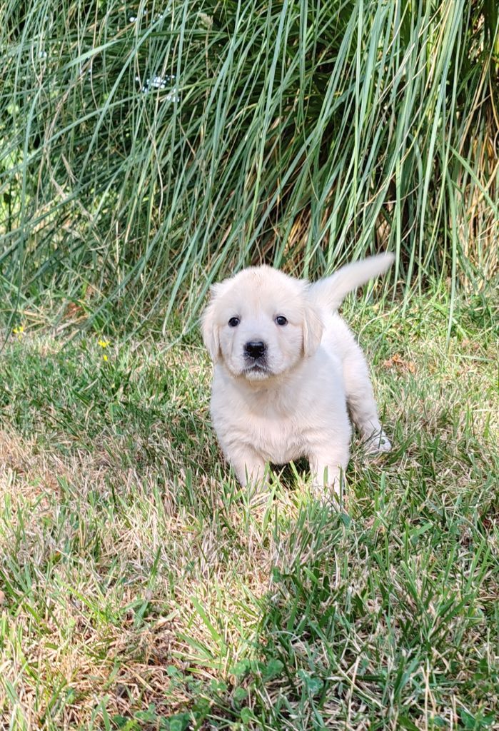 du clos des voinauds - Chiots disponibles - Golden Retriever