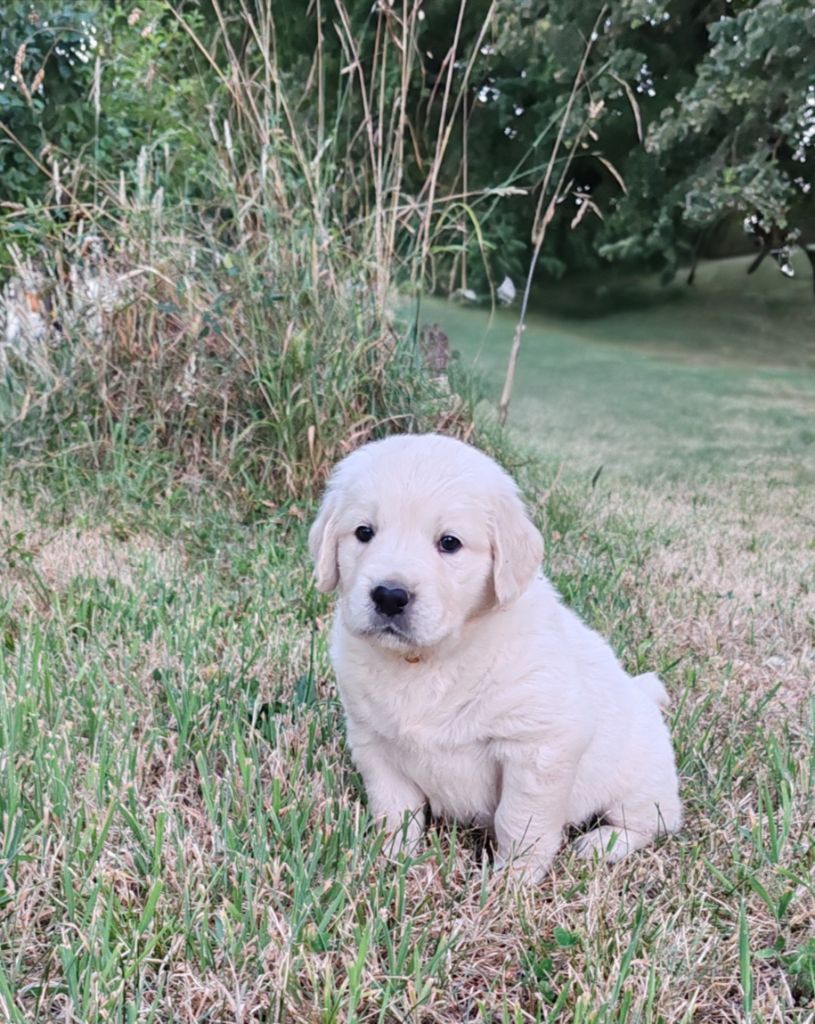 du clos des voinauds - Chiots disponibles - Golden Retriever