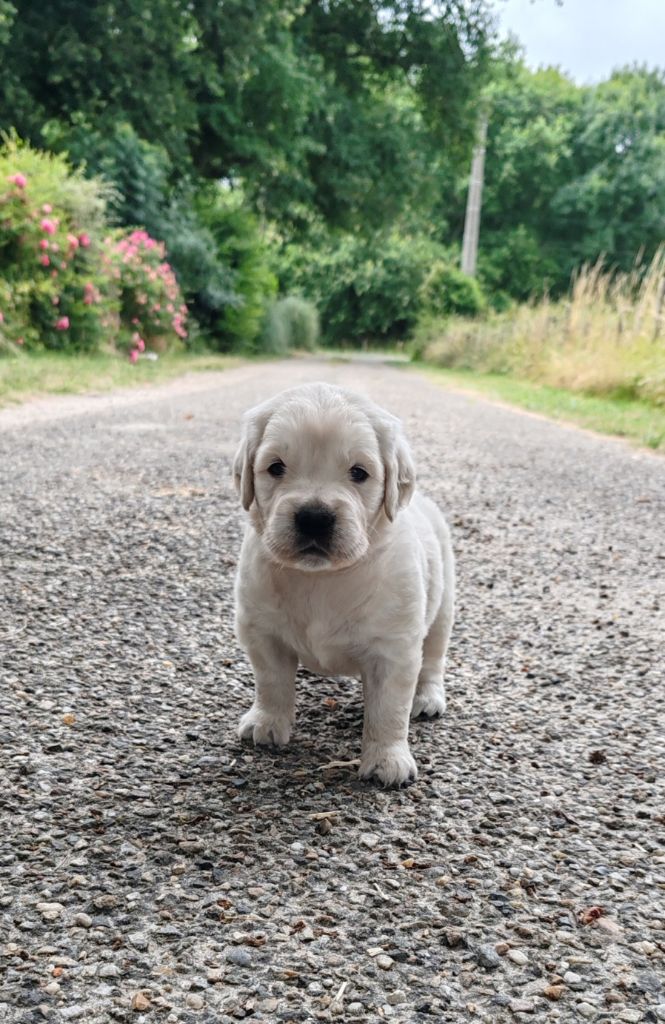 Chiot Golden Retriever du clos des voinauds