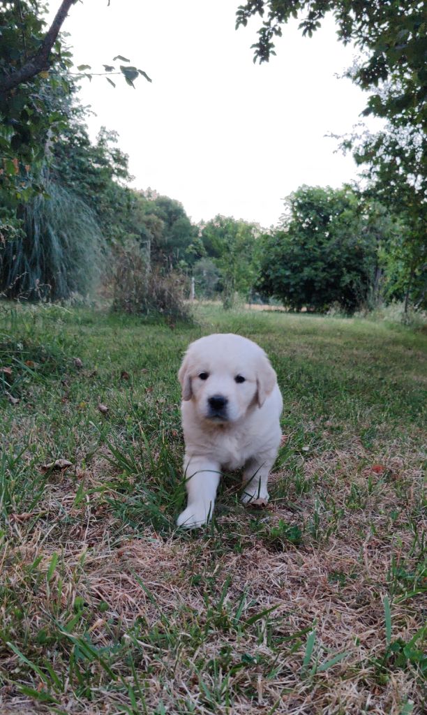 du clos des voinauds - Chiots disponibles - Golden Retriever