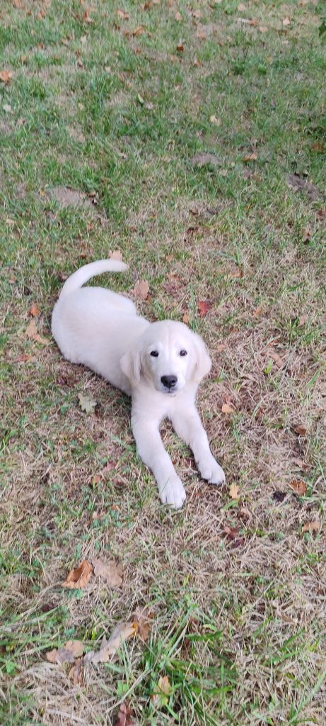 du clos des voinauds - Chiots disponibles - Golden Retriever