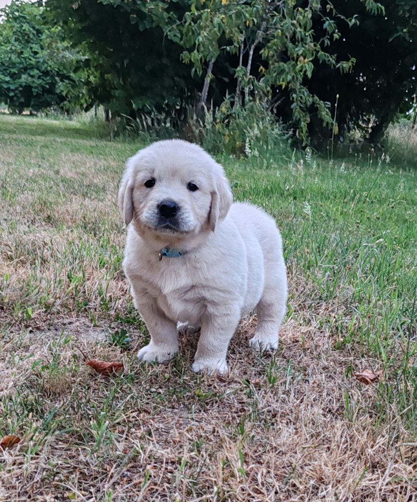 du clos des voinauds - Chiots disponibles - Golden Retriever