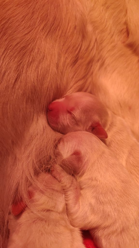 du clos des voinauds - Chiots disponibles - Golden Retriever