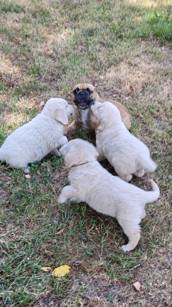 Chiot Golden Retriever du clos des voinauds