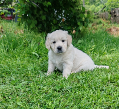 Billy, collier vert