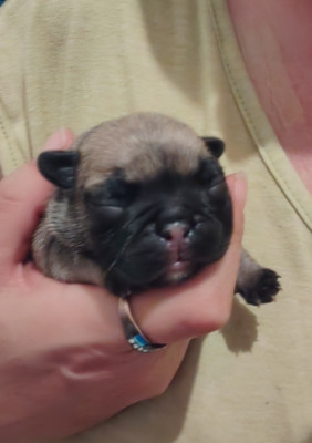 CHIOT 4