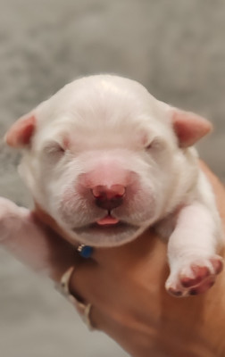 CHIOT 2