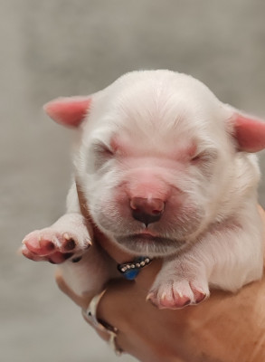 CHIOT 3