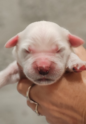 CHIOT 5
