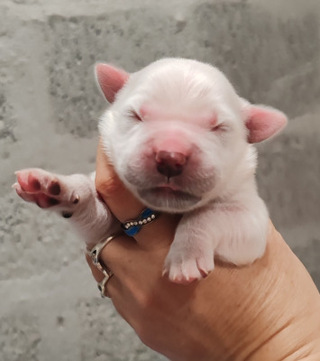 CHIOT 4