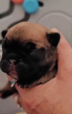CHIOT 2