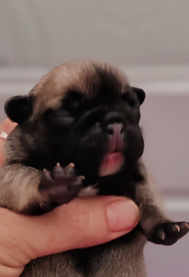 CHIOT 3