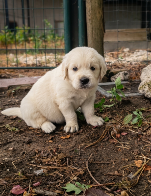 CHIOT 2