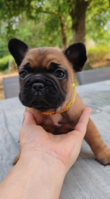 CHIOT 4