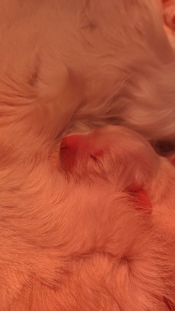 du clos des voinauds - Chiots disponibles - Golden Retriever